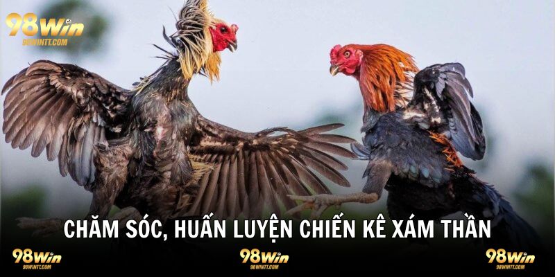 Cách chăm sóc và huấn luyện gà xám hiệu quả chất lượng